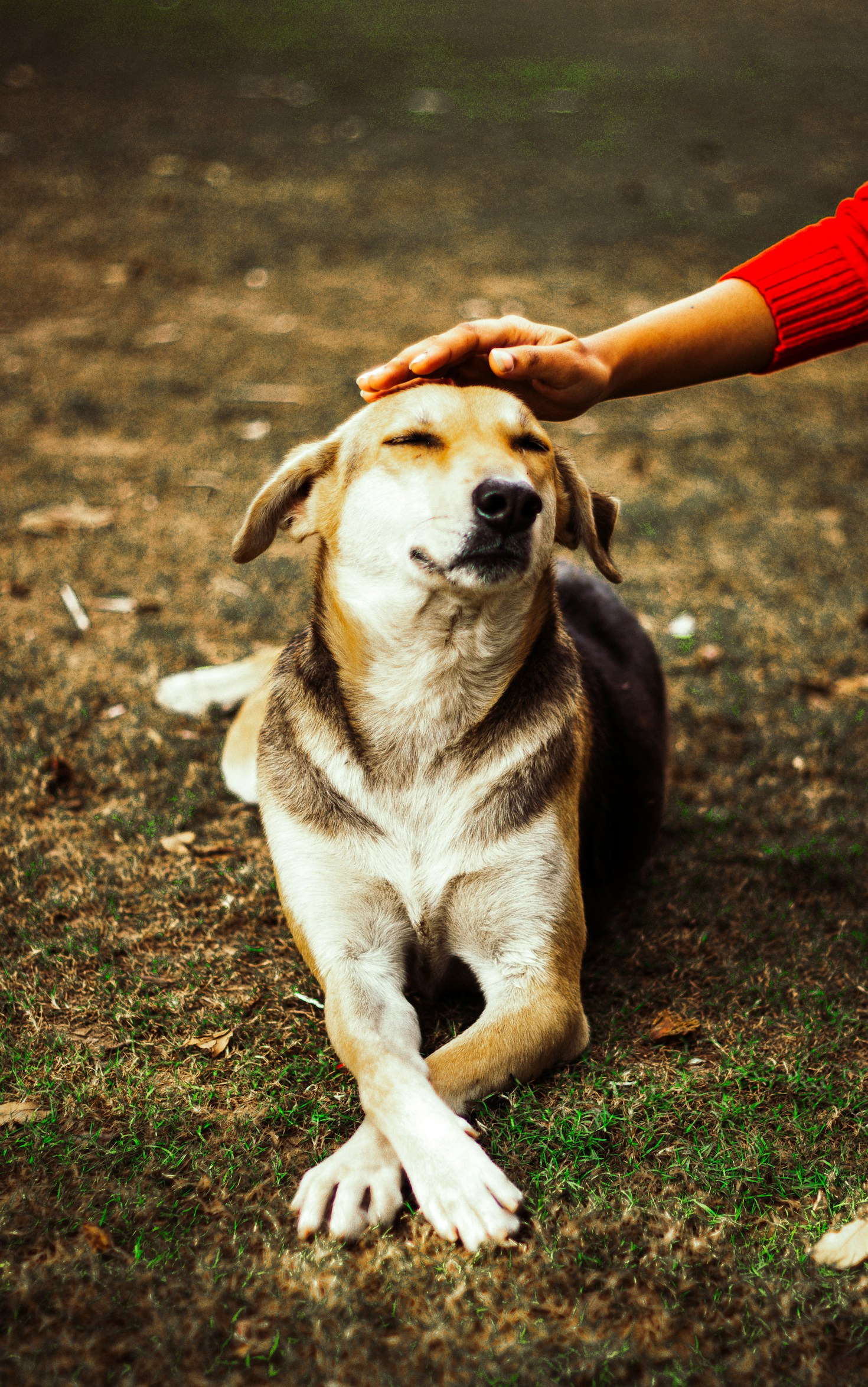 Exploring the Benefits of Specialized Dog Care